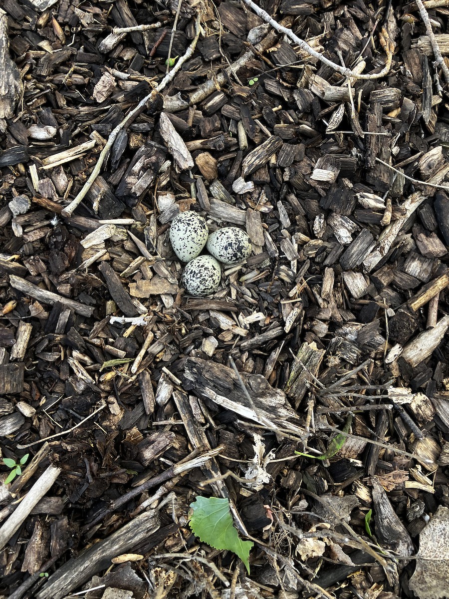 Killdeer - ML637052783