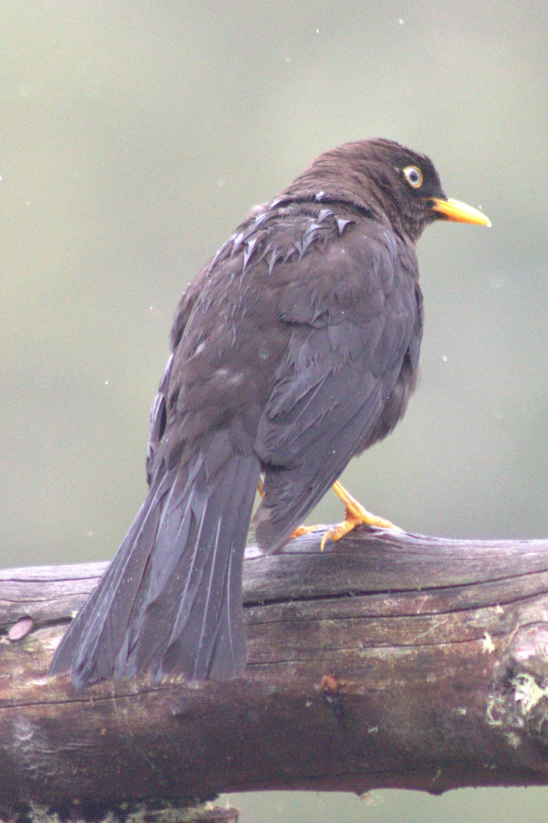Sooty Thrush - ML637052785