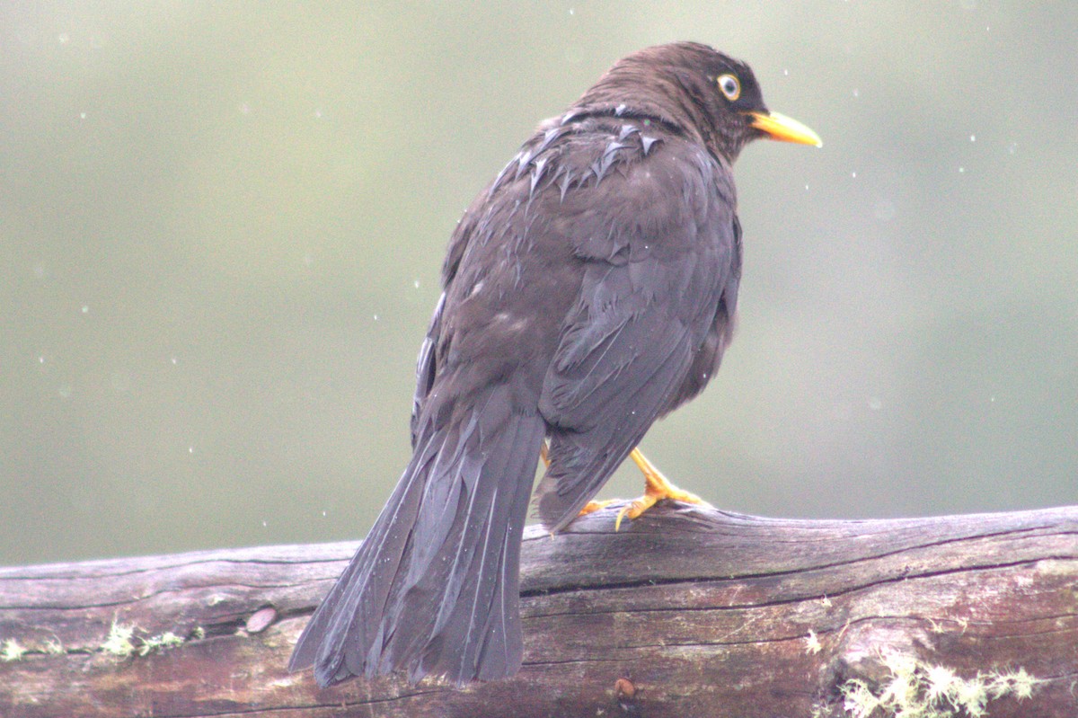 Sooty Thrush - ML637052786