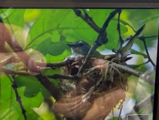 ハゴロモムシクイ - ML637052839