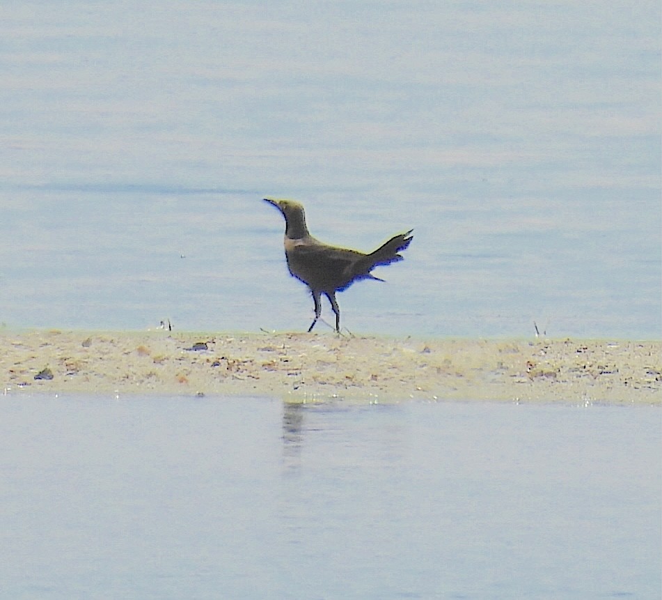 Great-tailed Grackle - ML637052855