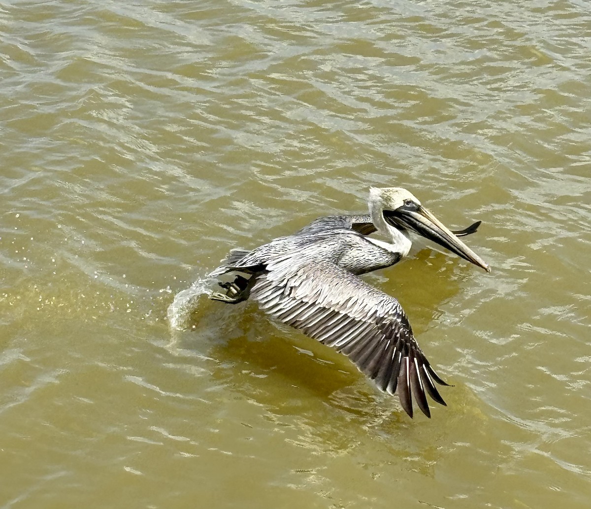 Brown Pelican - ML637052866