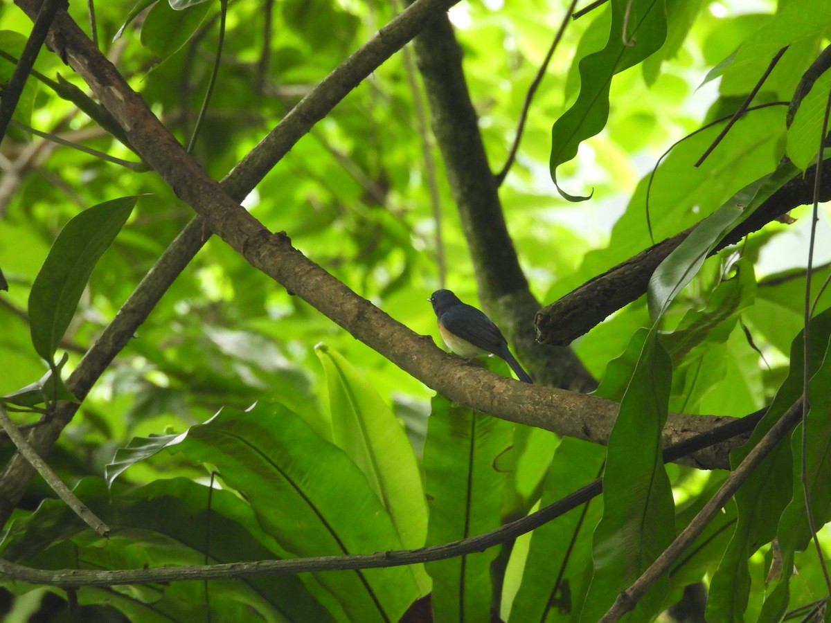 Blue-throated Flycatcher - ML637053015