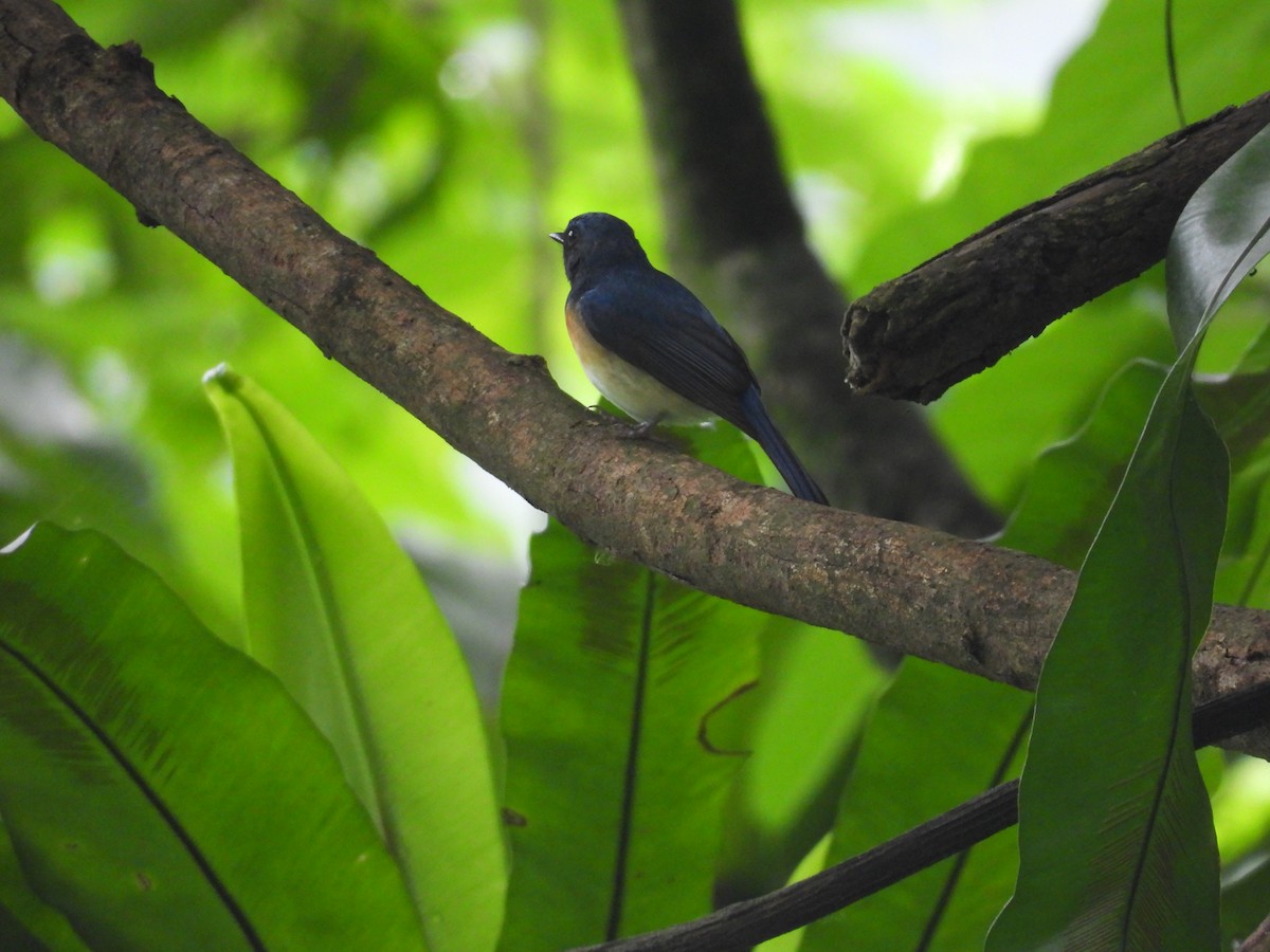 Blue-throated Flycatcher - ML637053016