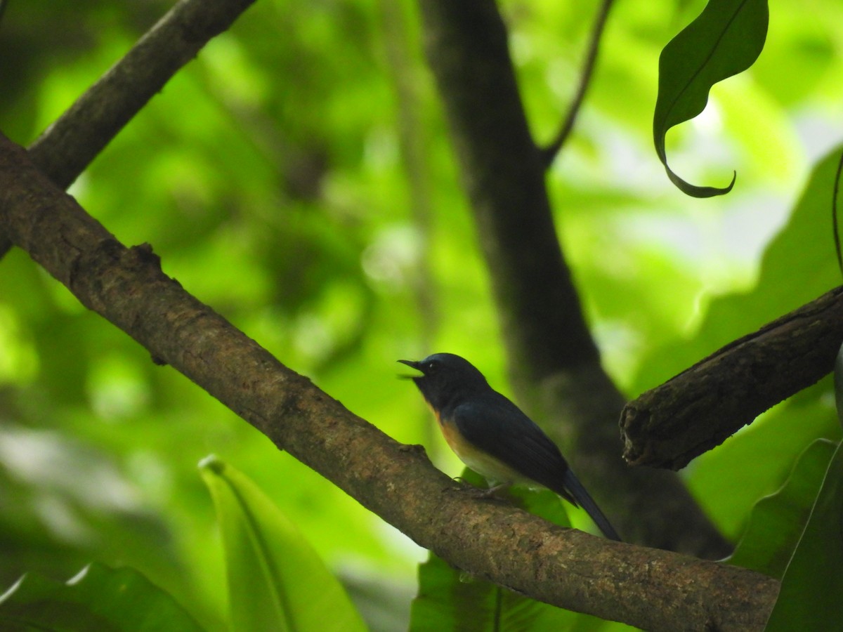 Blue-throated Flycatcher - ML637053017