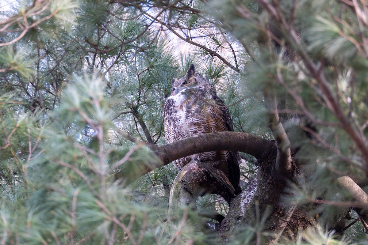 Great Horned Owl - ML637053056