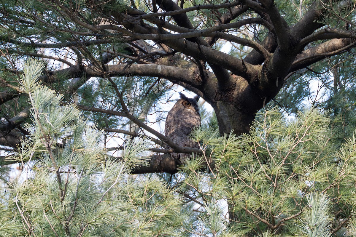 Great Horned Owl - ML637053057