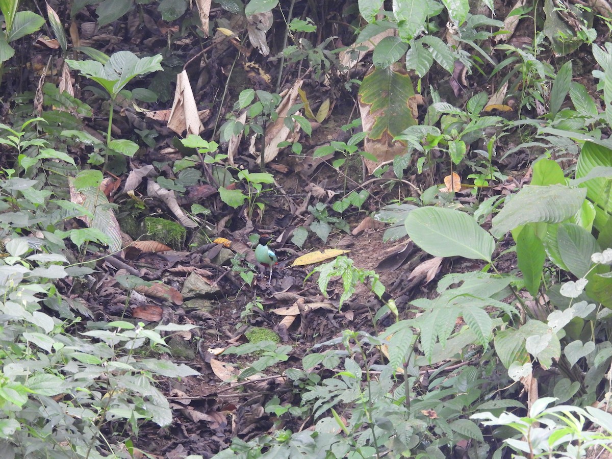 Western Hooded Pitta - ML637053088