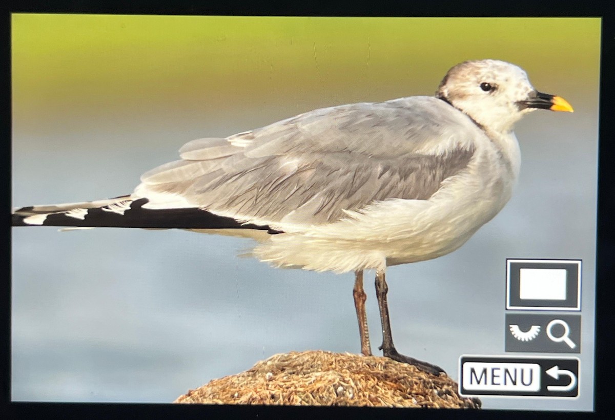 Sabine's Gull - ML637053195