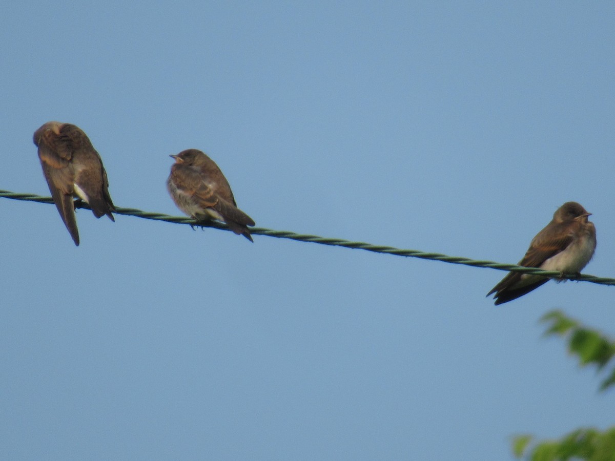 Northern Rough-winged Swallow - ML637053232