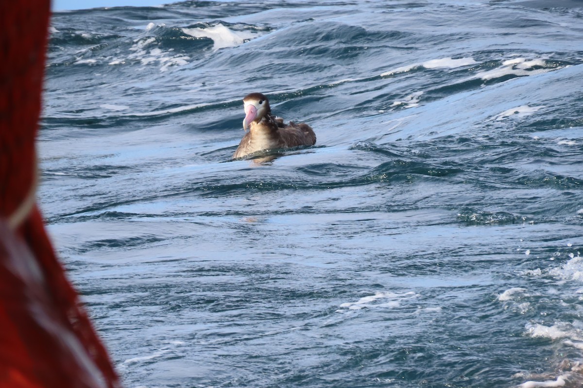 Short-tailed Albatross - ML637053250