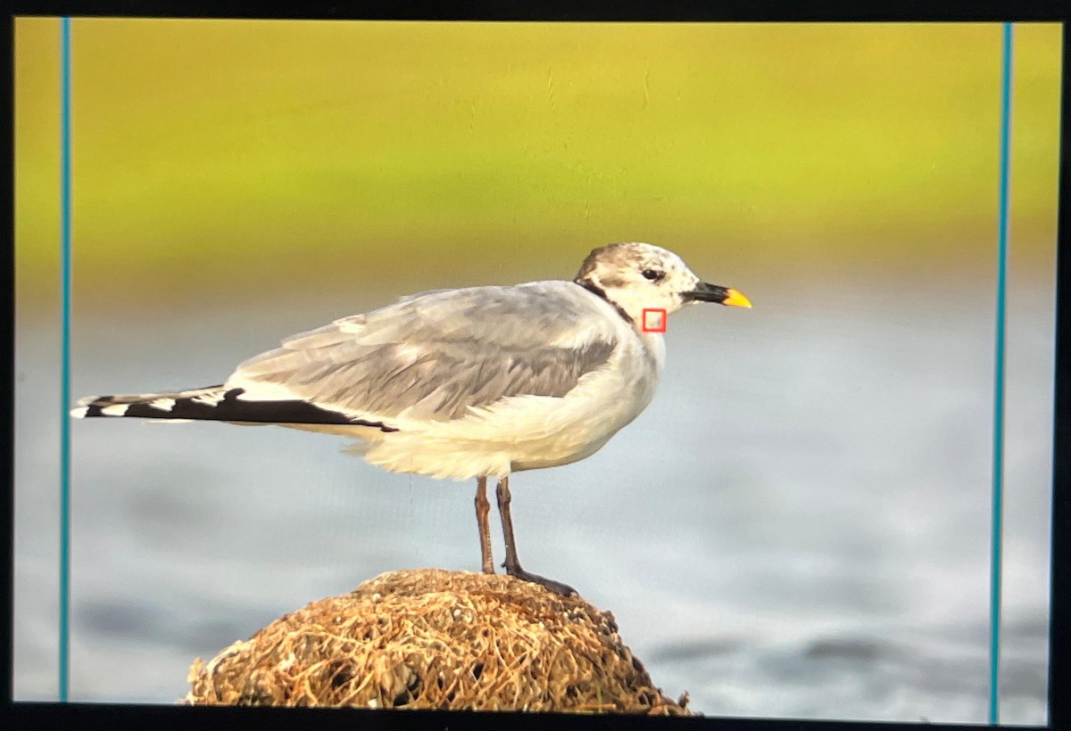 Sabine's Gull - ML637053253