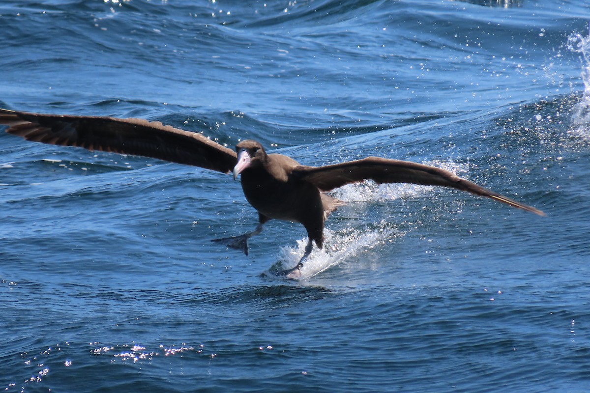 Short-tailed Albatross - ML637053254