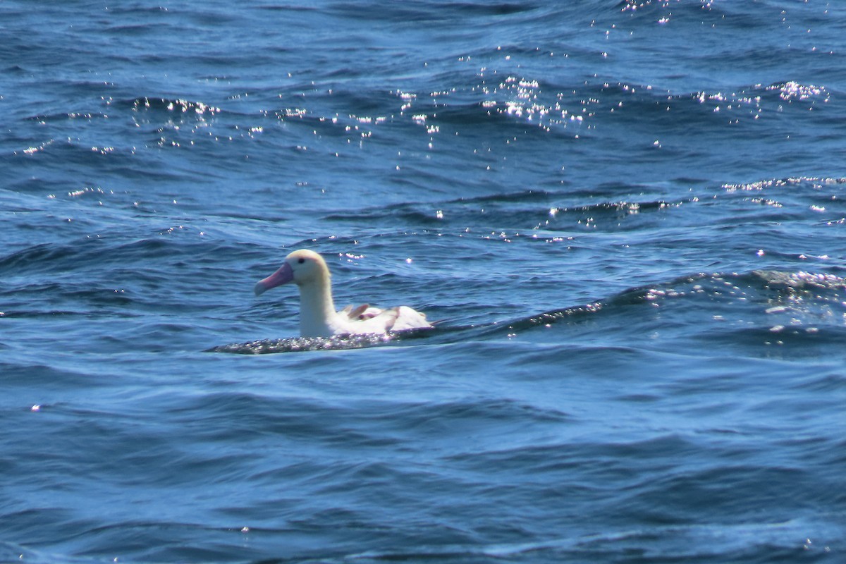 Short-tailed Albatross - ML637053256
