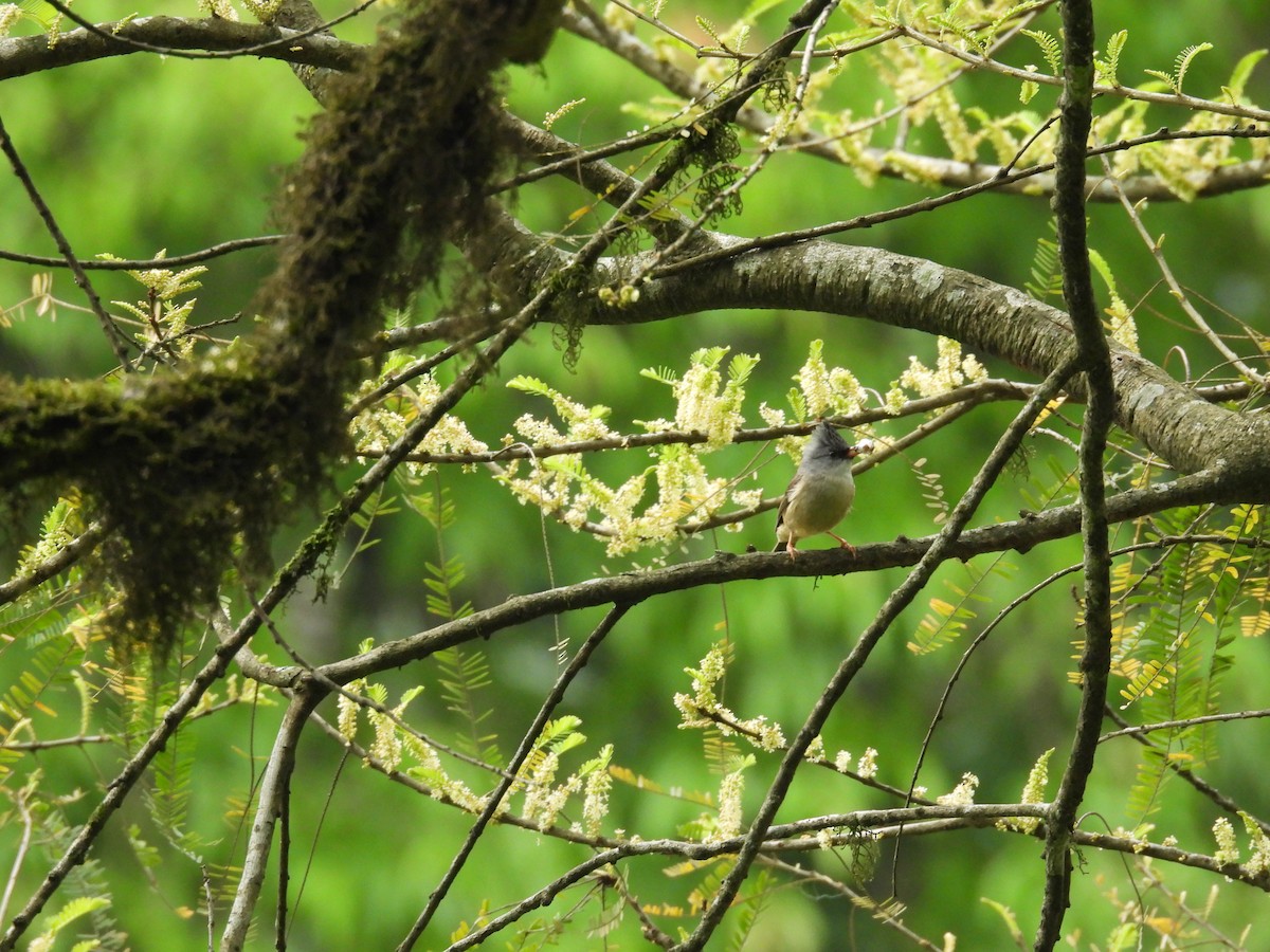 Black-chinned Yuhina - ML637053258