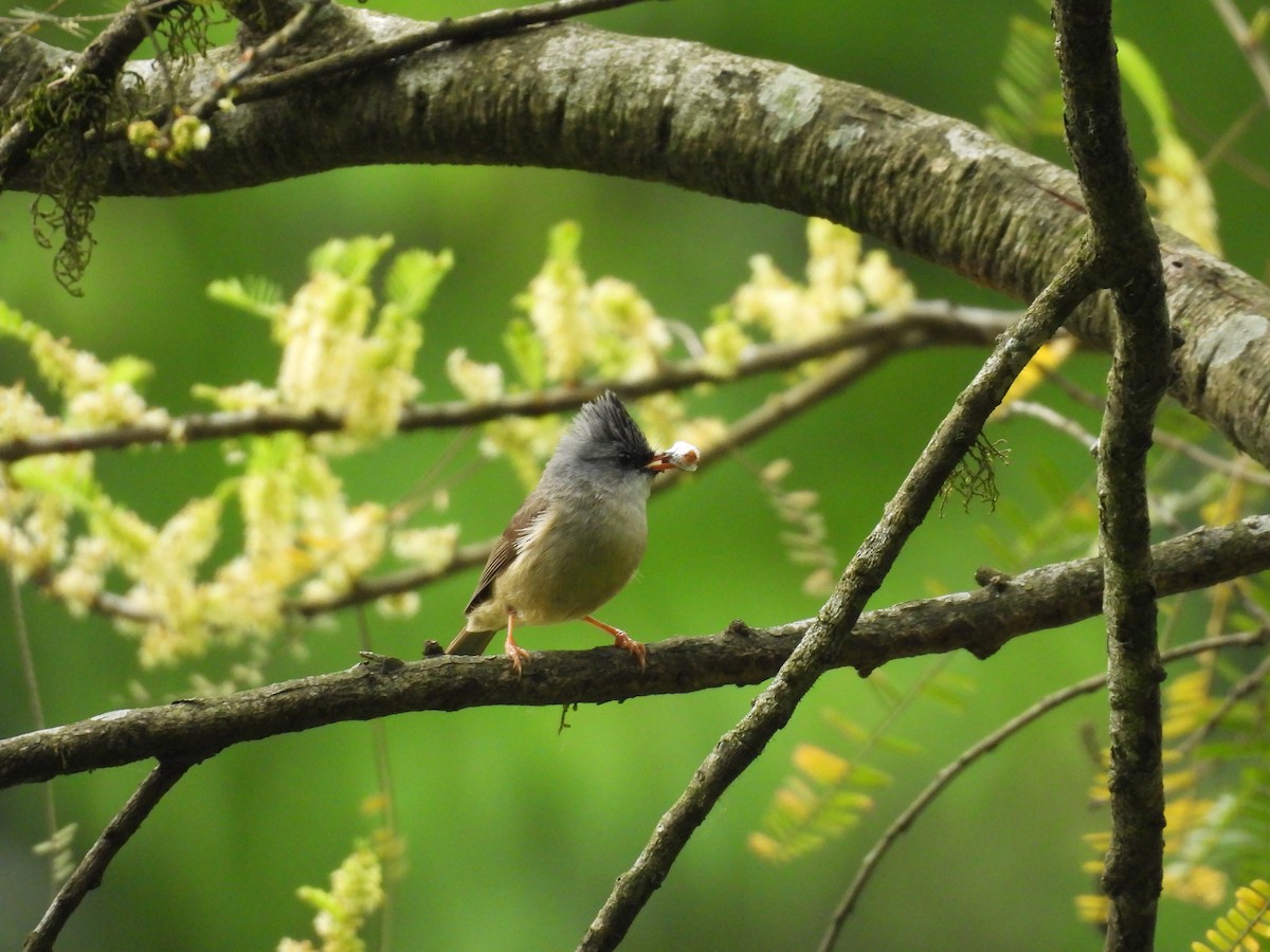 Black-chinned Yuhina - ML637053259