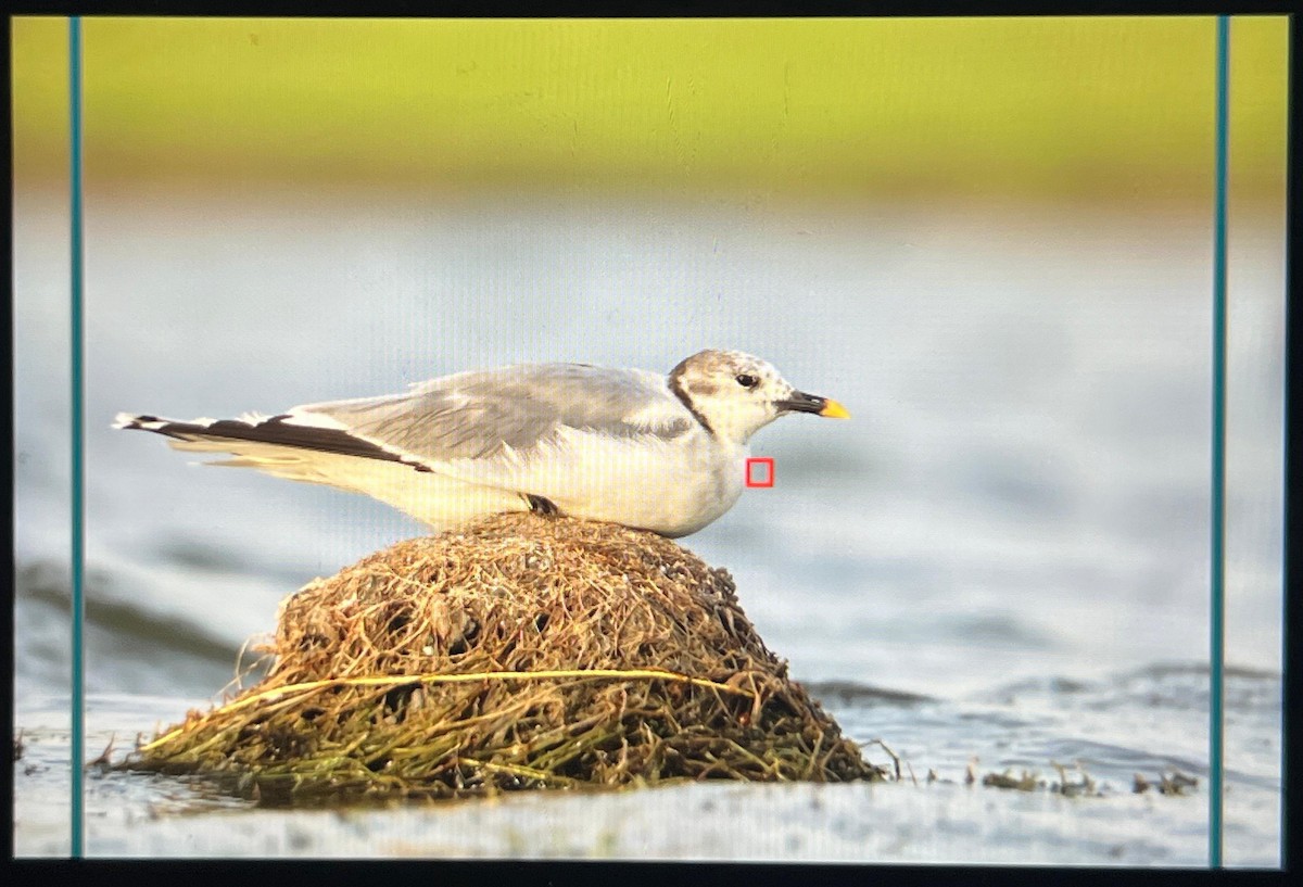 Sabine's Gull - ML637053284
