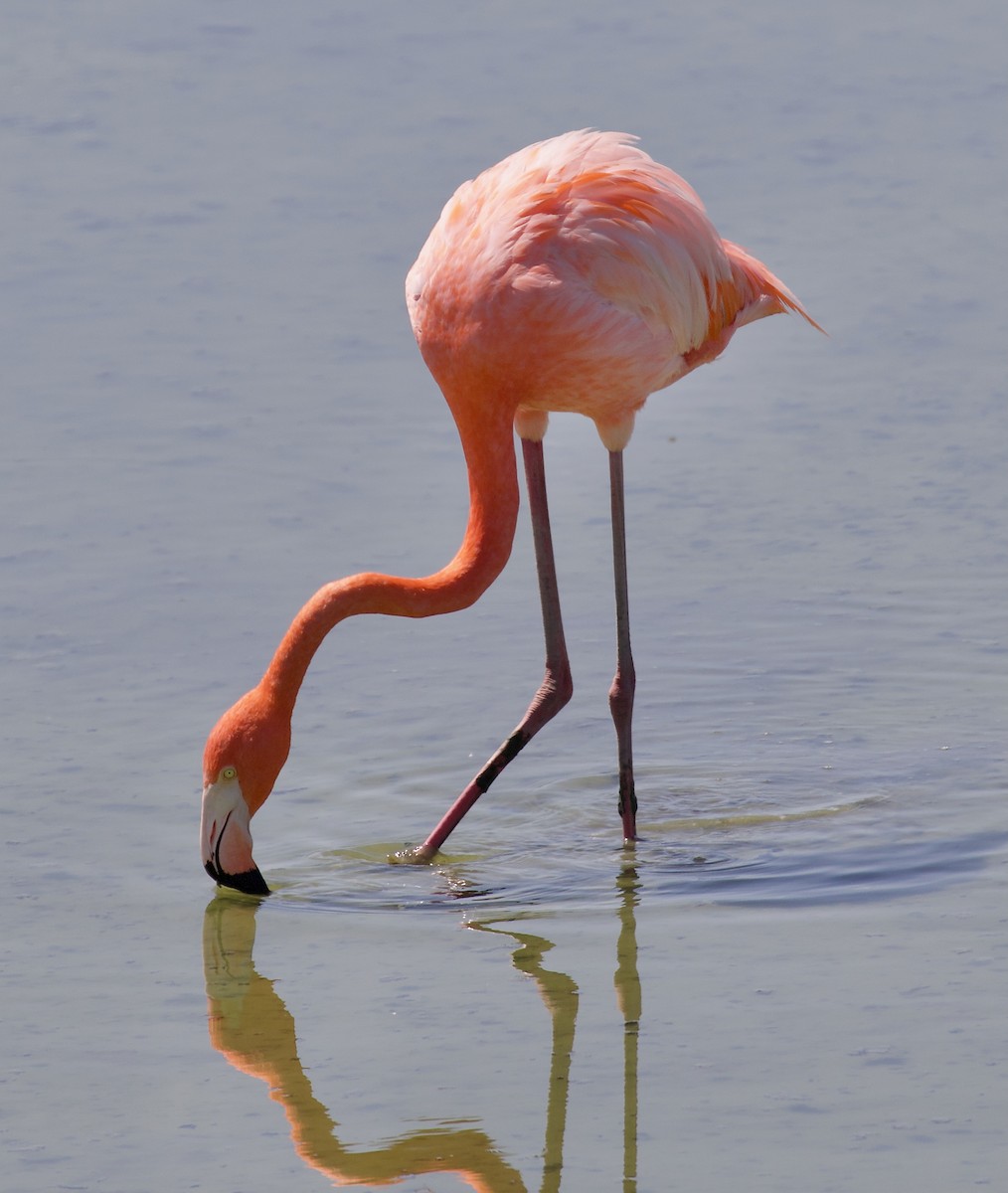 American Flamingo - ML637053332
