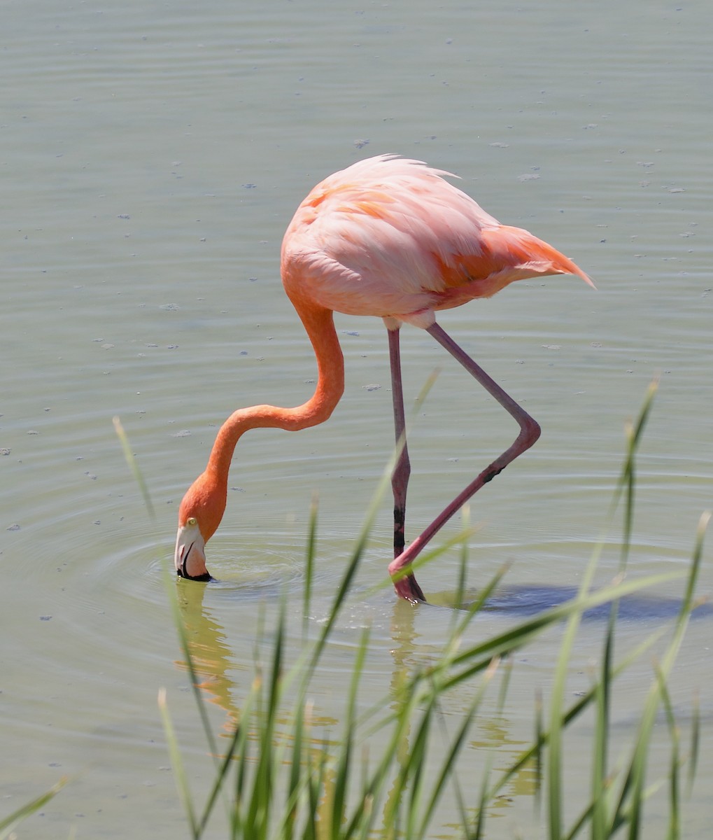 American Flamingo - ML637053334