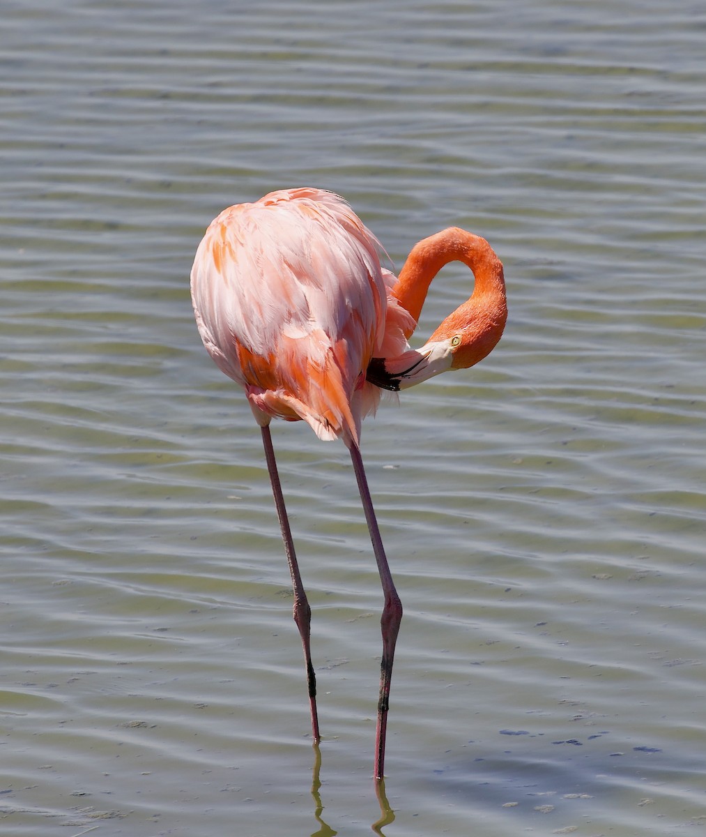 American Flamingo - ML637053335