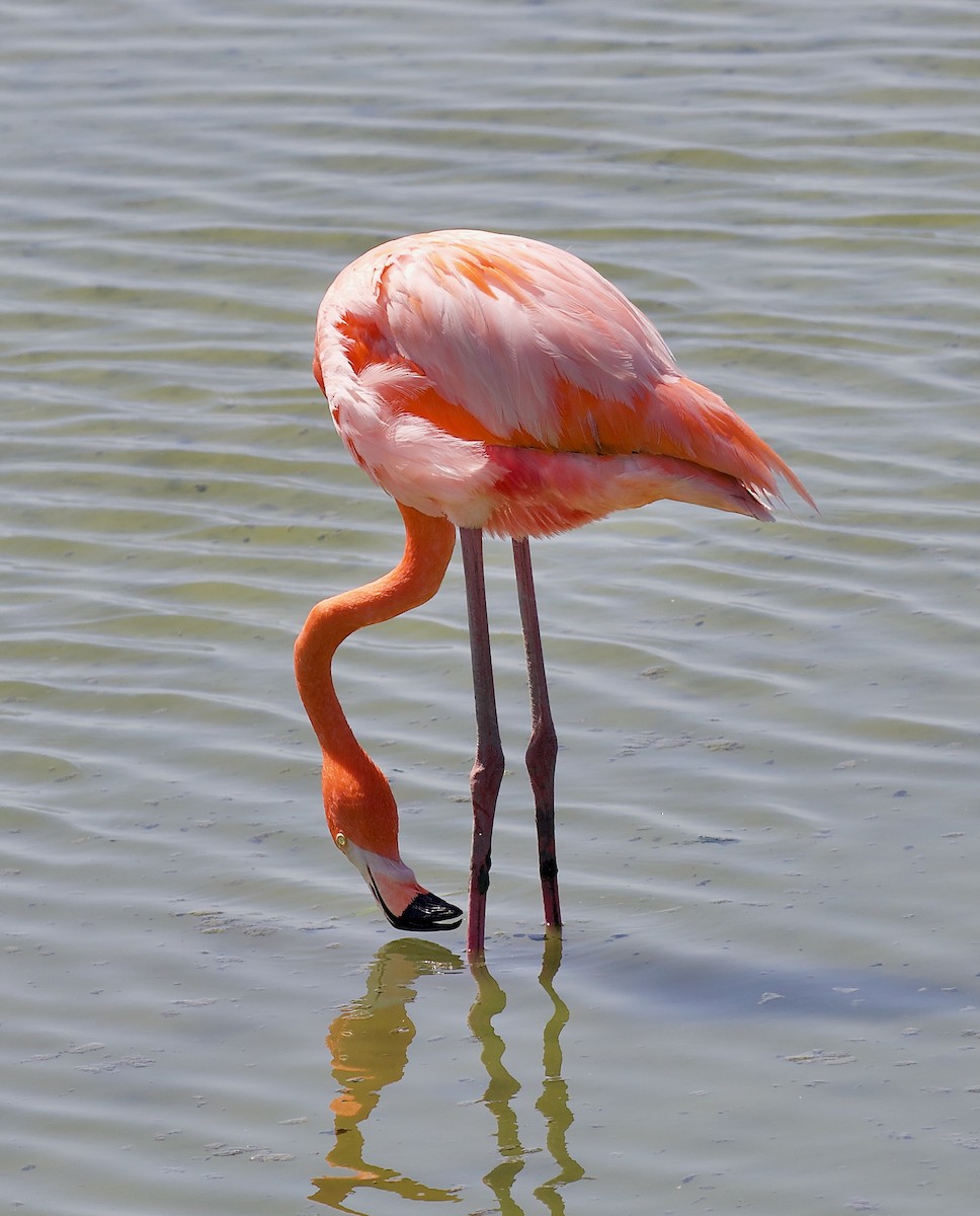 American Flamingo - ML637053336
