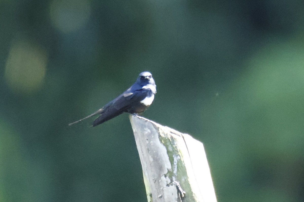 White-banded Swallow - ML637053339