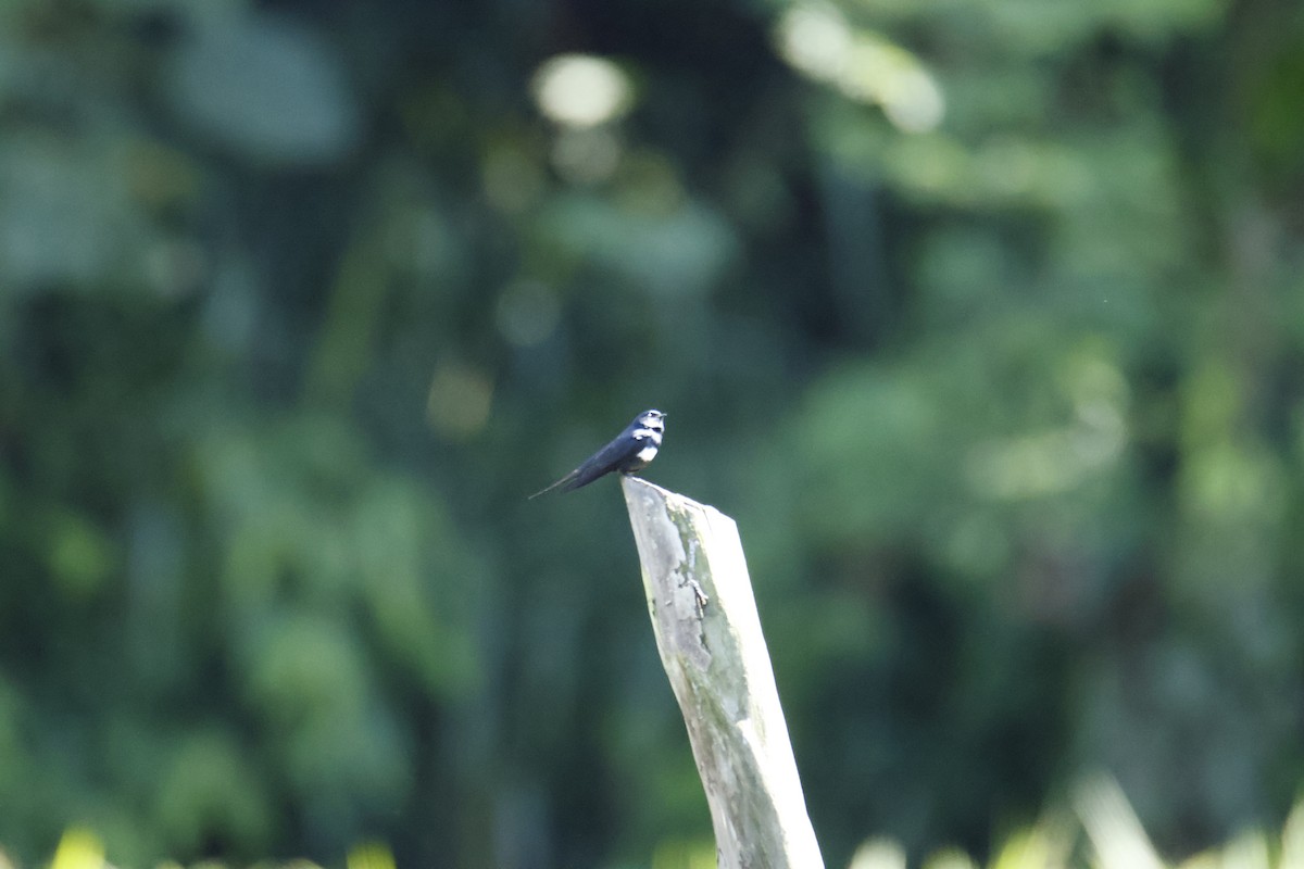 White-banded Swallow - ML637053340