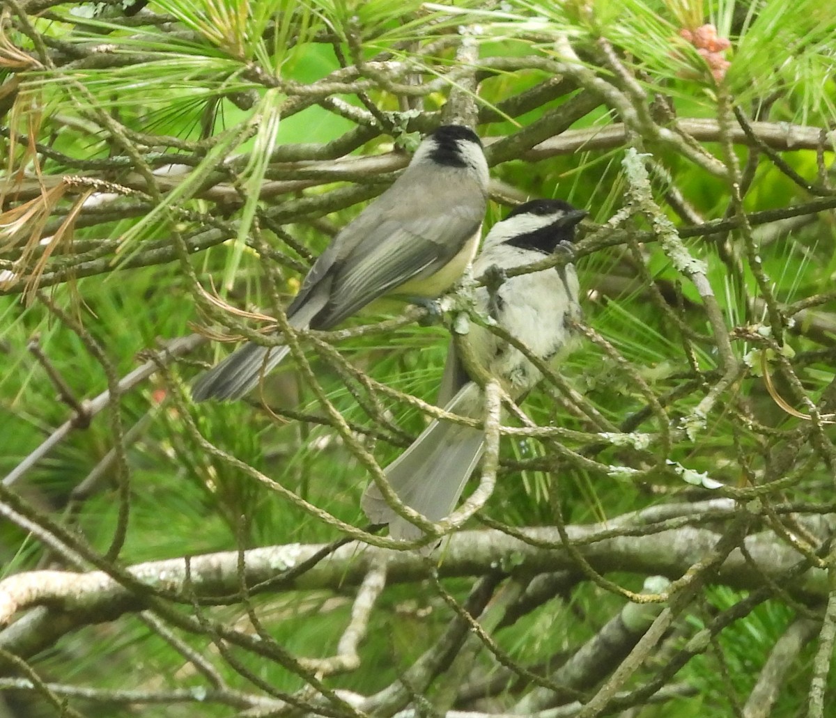 Mésange de Caroline - ML637053395