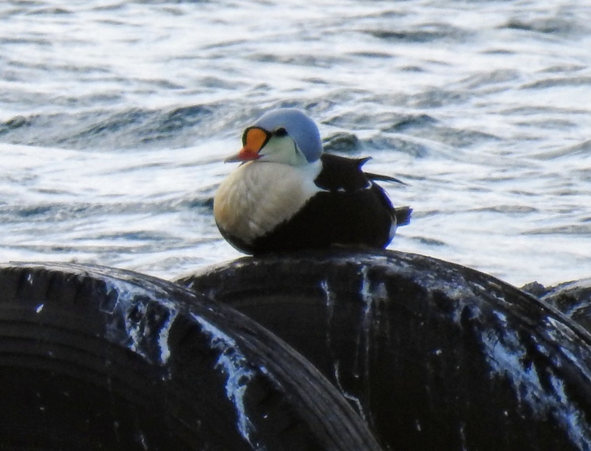 King Eider - ML637053396