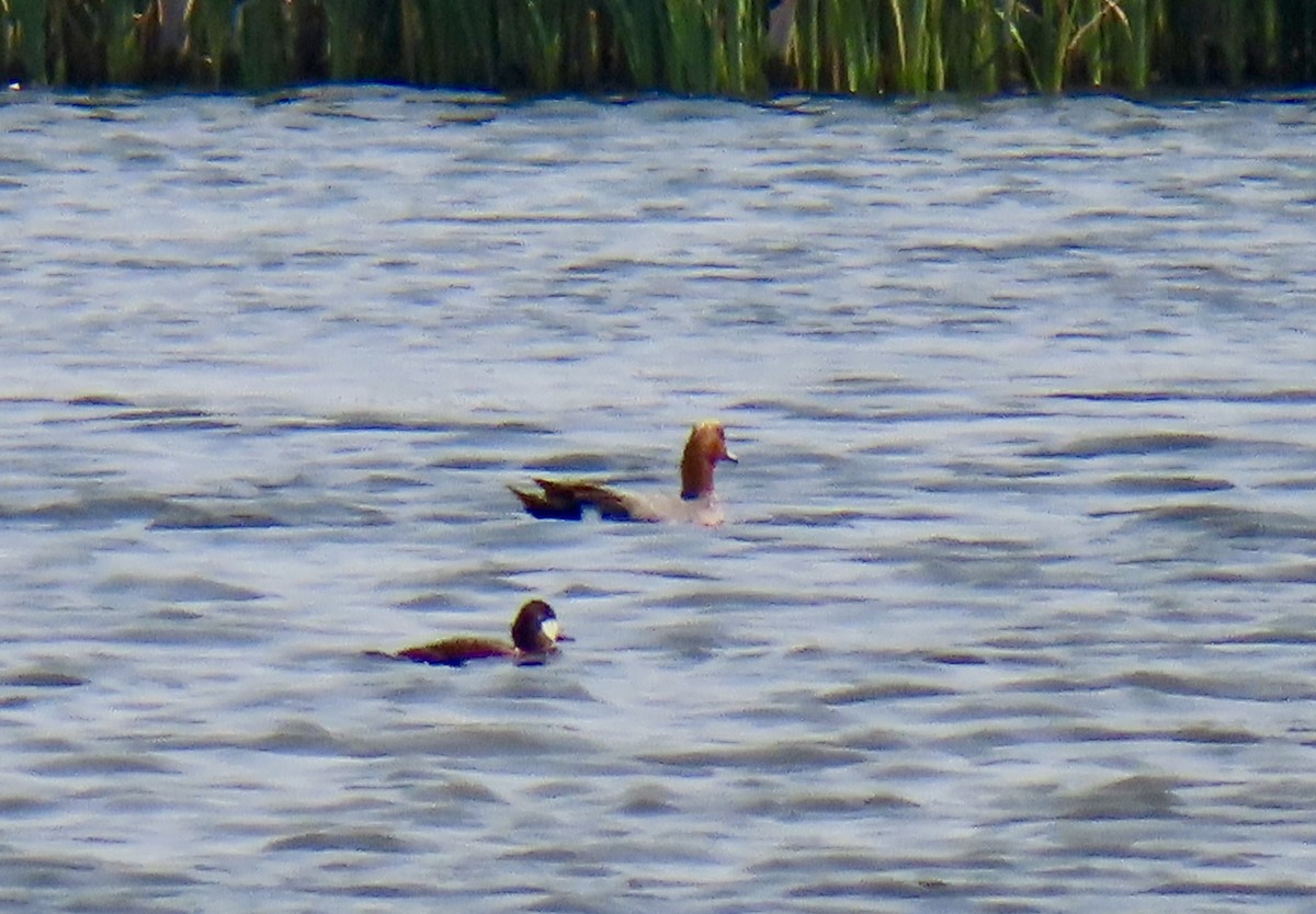 Eurasian Wigeon - ML637053454