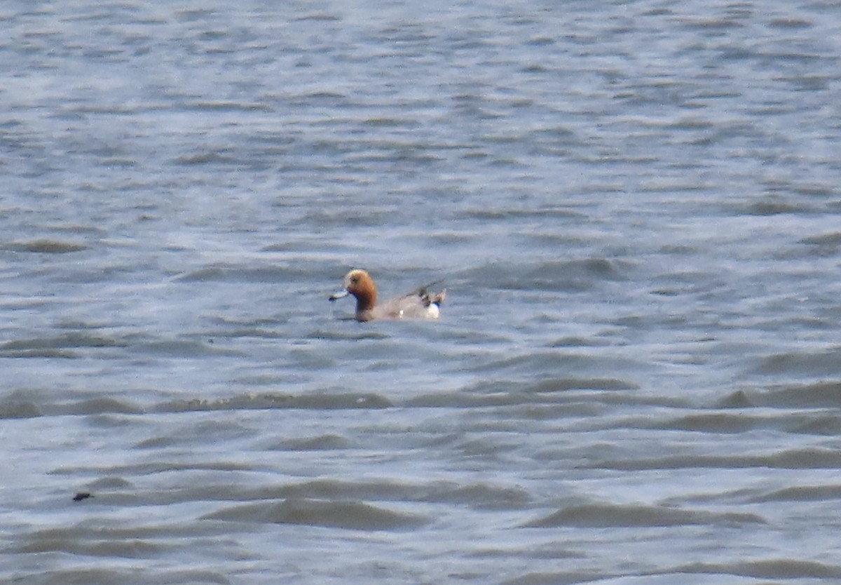 Eurasian Wigeon - ML637053455