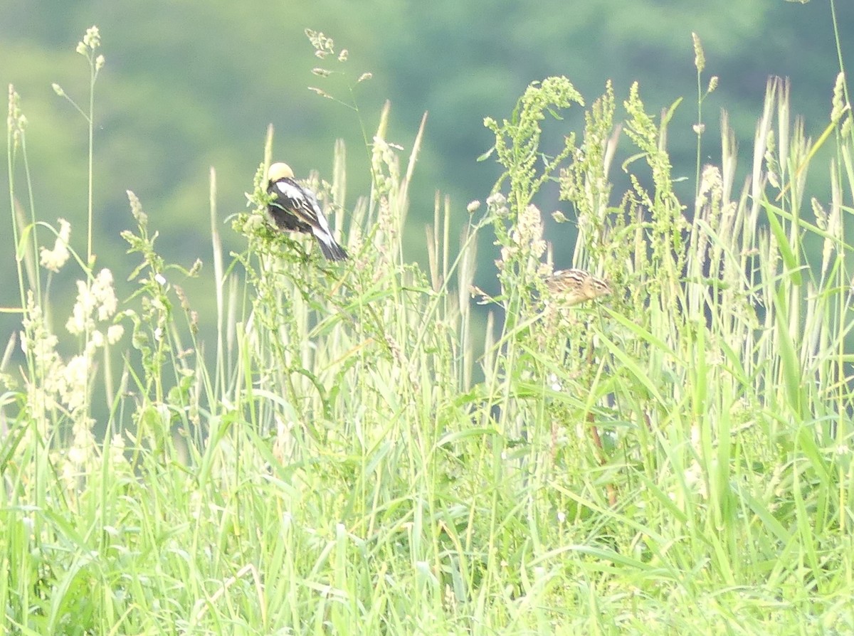 Bobolink - ML637053477