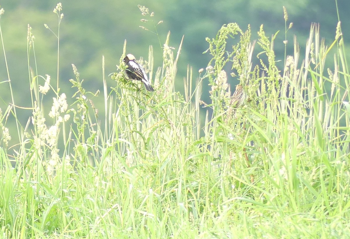 Bobolink - ML637053486