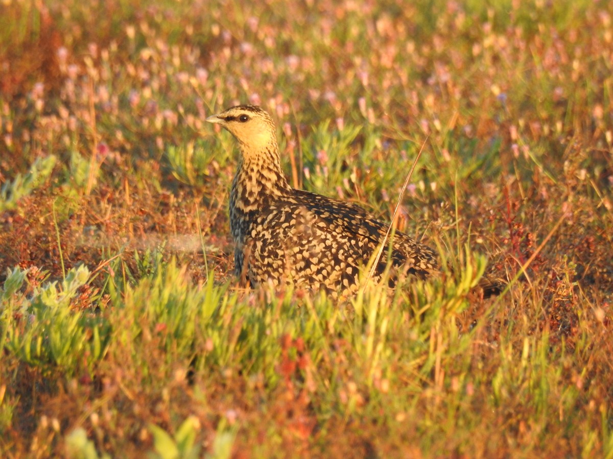 Yellow-throated Sandgrouse - ML637053493