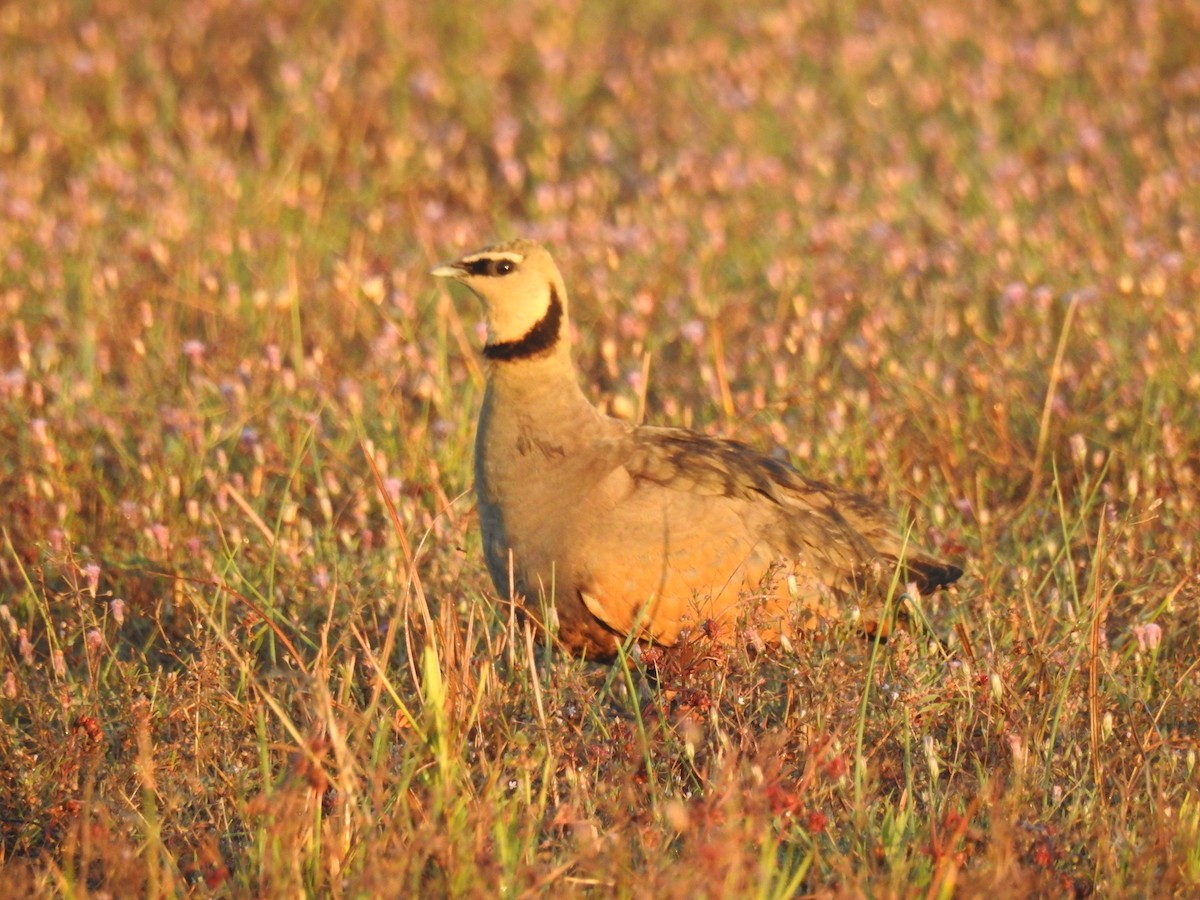 Yellow-throated Sandgrouse - ML637053494