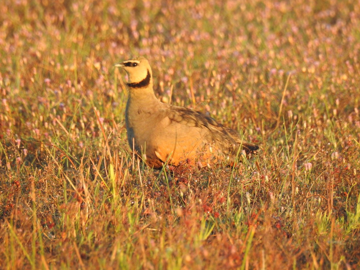 Yellow-throated Sandgrouse - ML637053495