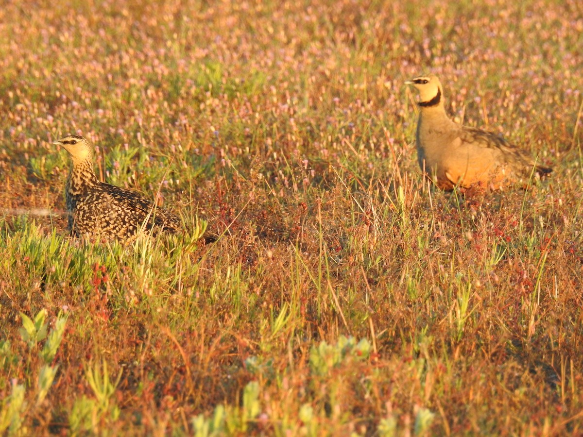 Yellow-throated Sandgrouse - ML637053496