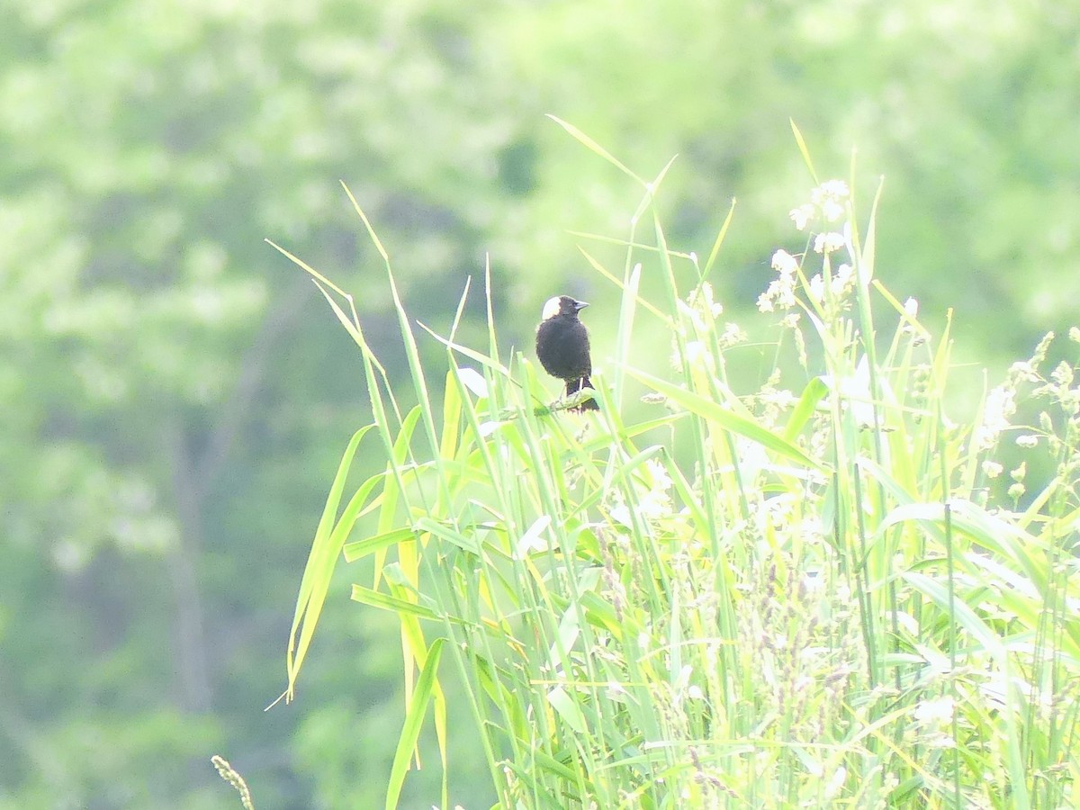 Bobolink - ML637053497