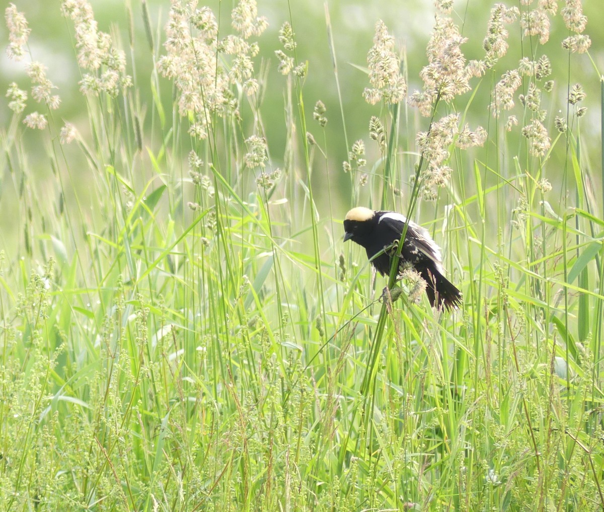 Bobolink - ML637053500