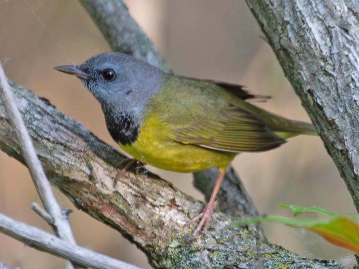 Mourning Warbler - ML637053503