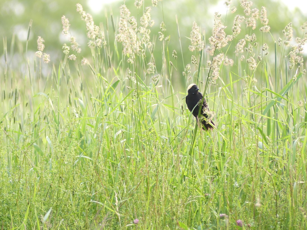 Bobolink - ML637053520