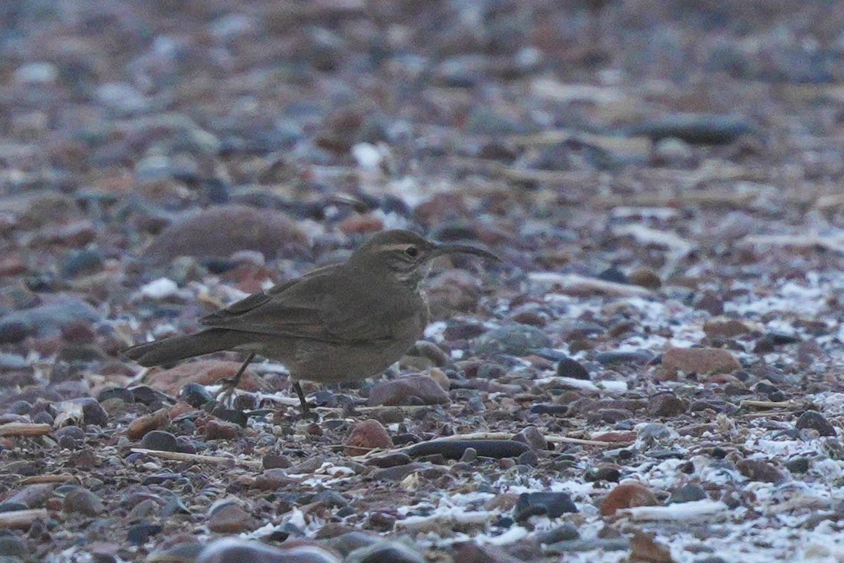 Scale-throated Earthcreeper - ML637053543
