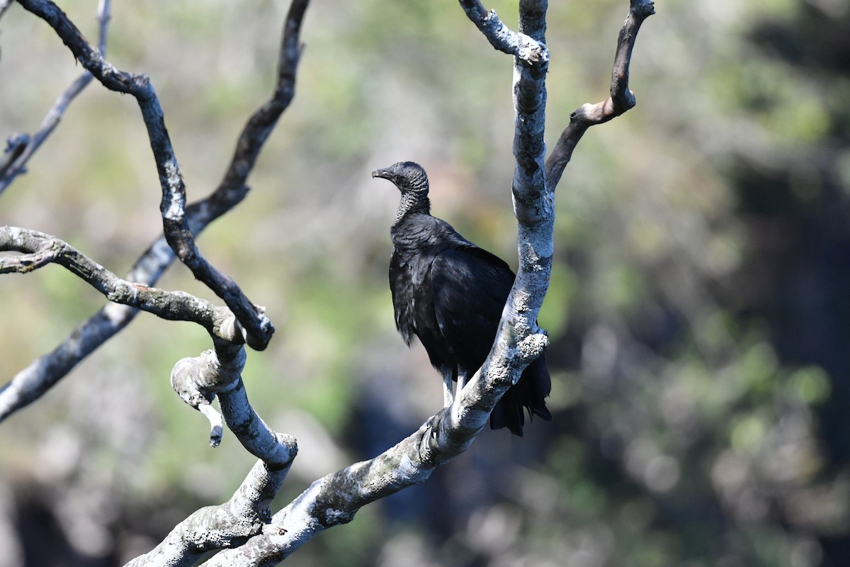 Black Vulture - ML637053592