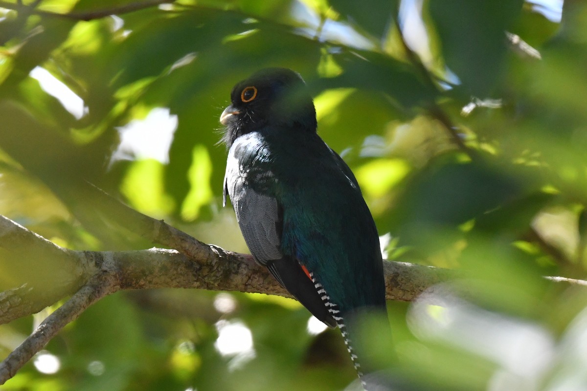 Blue-crowned Trogon - ML637053593