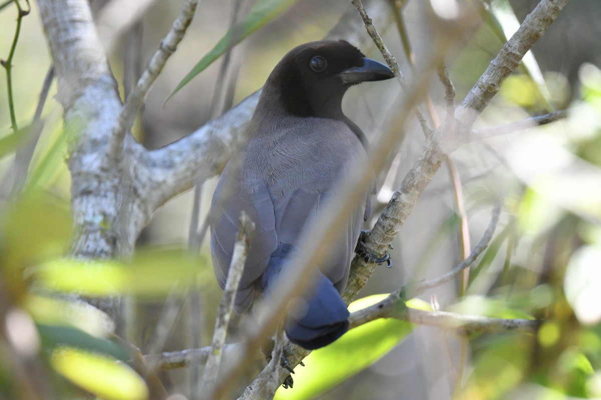 Purplish Jay - ML637053632