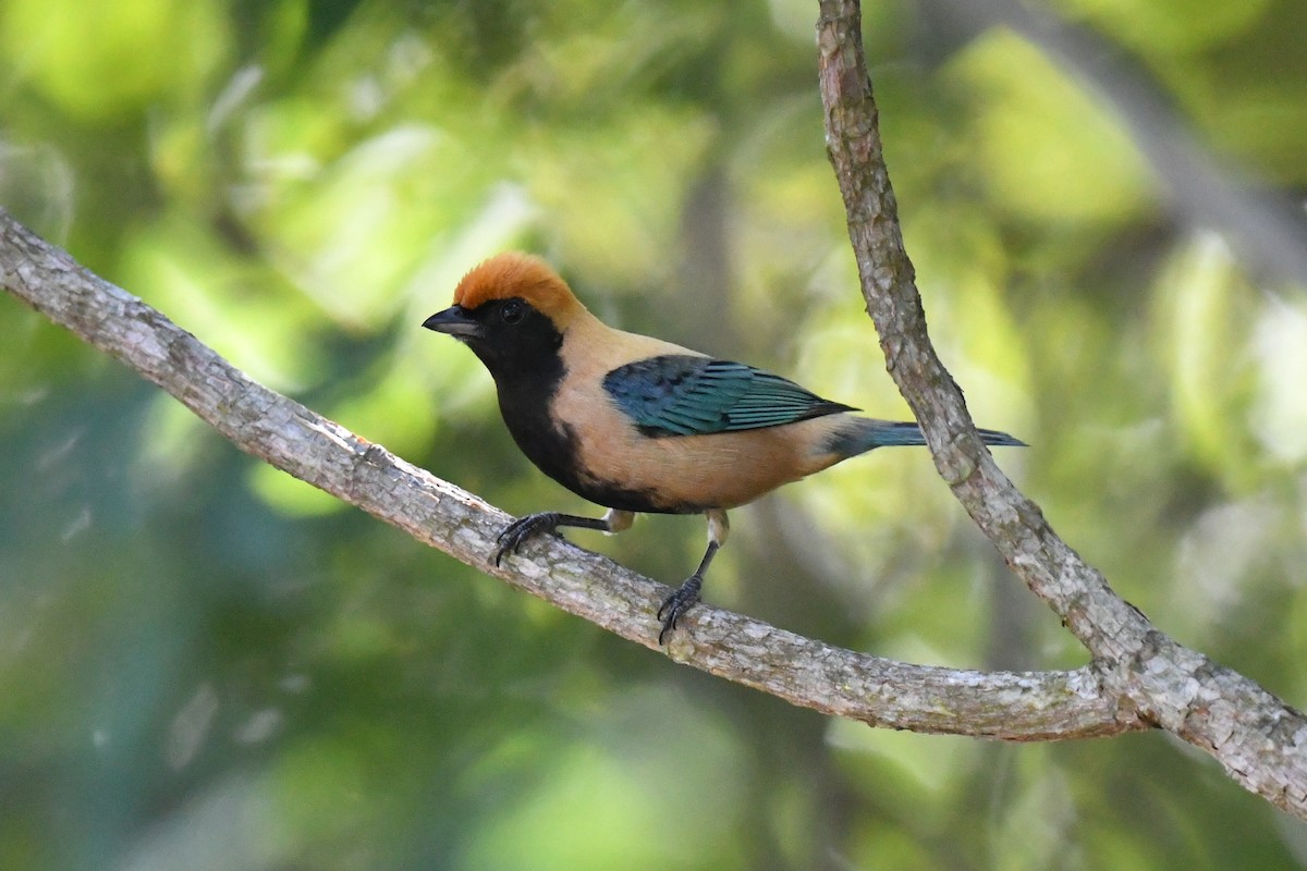 Burnished-buff Tanager - ML637053650