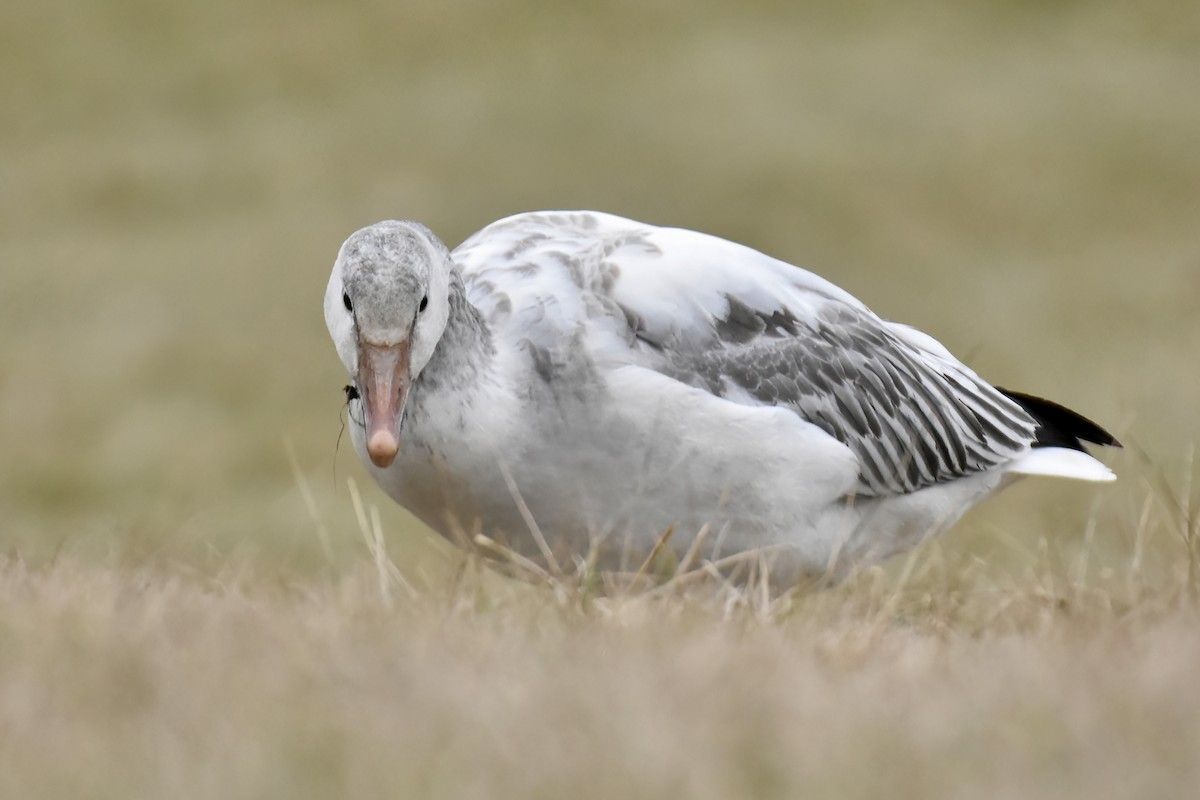 Snow Goose - ML637053664