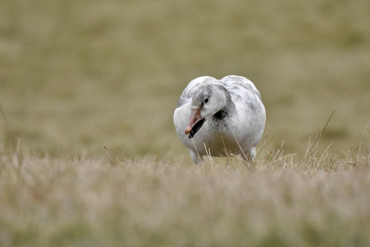 Snow Goose - ML637053665