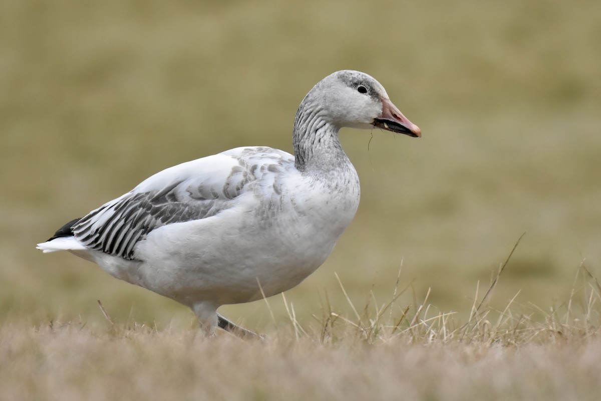 Snow Goose - ML637053666