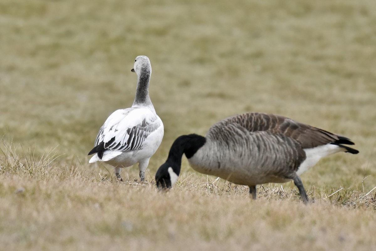 Snow Goose - ML637053667